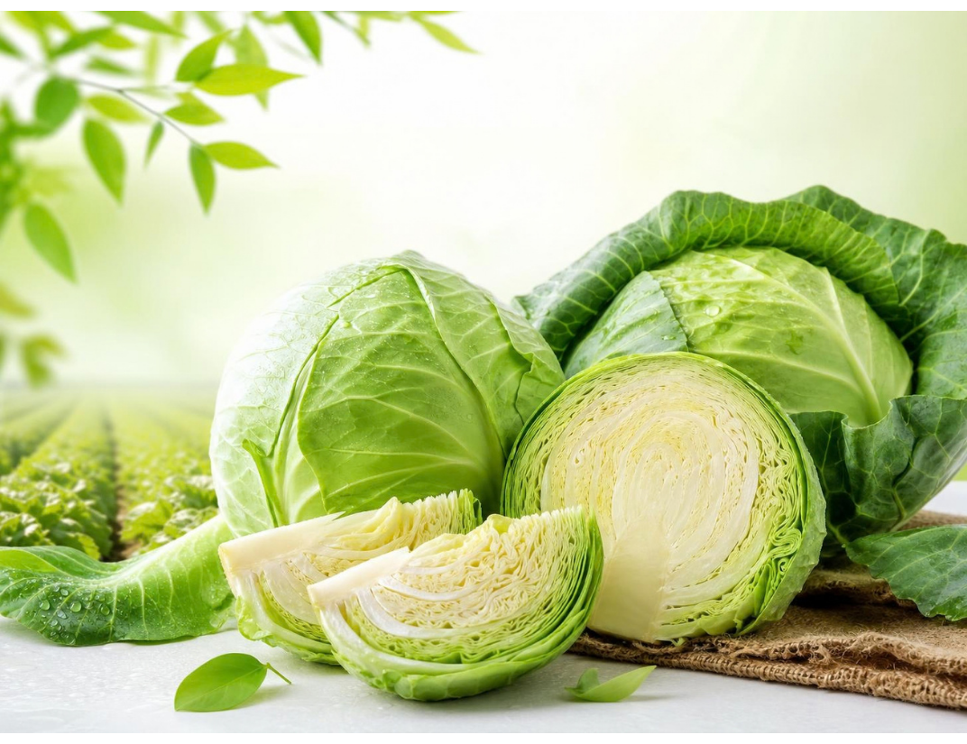 Fresh Green Cabbage