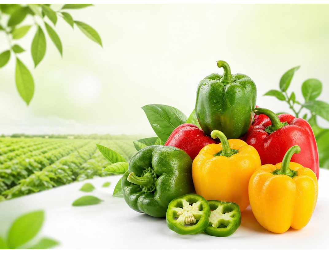 Fresh Green Capsicum Export Quality