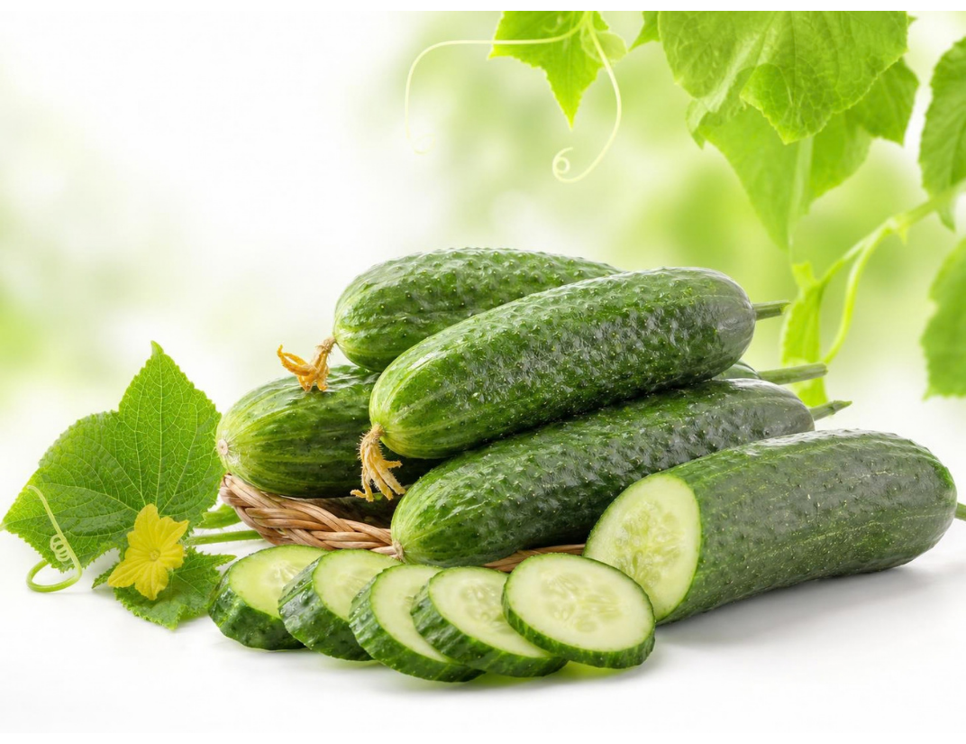 Farm Fresh Indian Cucumbers