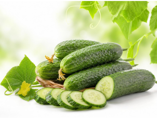 Fresh Cucumbers - Premium Quality Fresh Cucumbers from Vrinda Agro