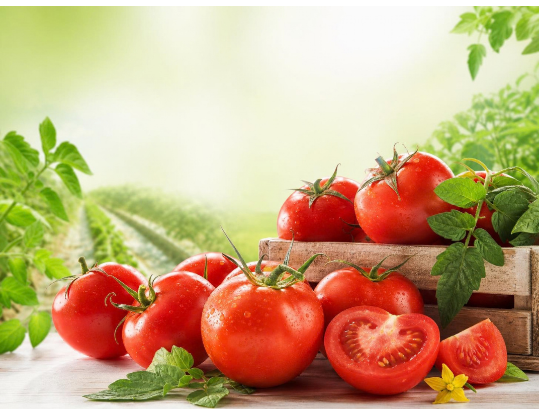 Farm Fresh Indian Tomatoes