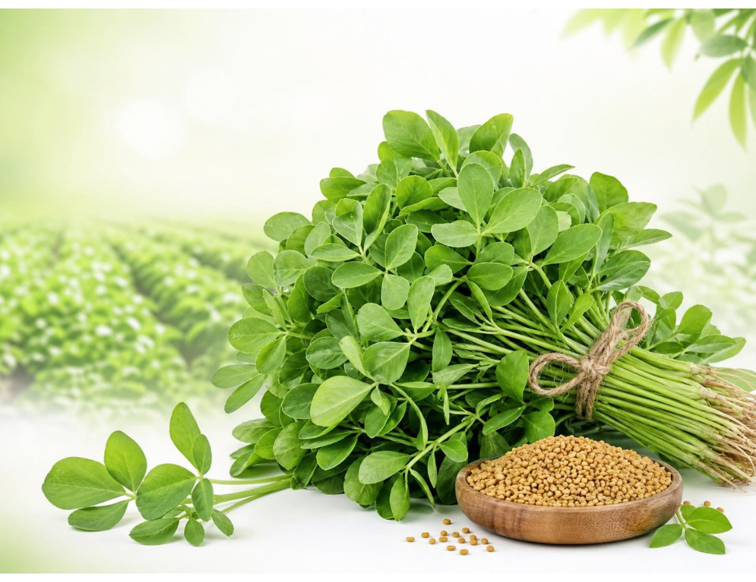 Export Standard Cold Stored Fenugreek