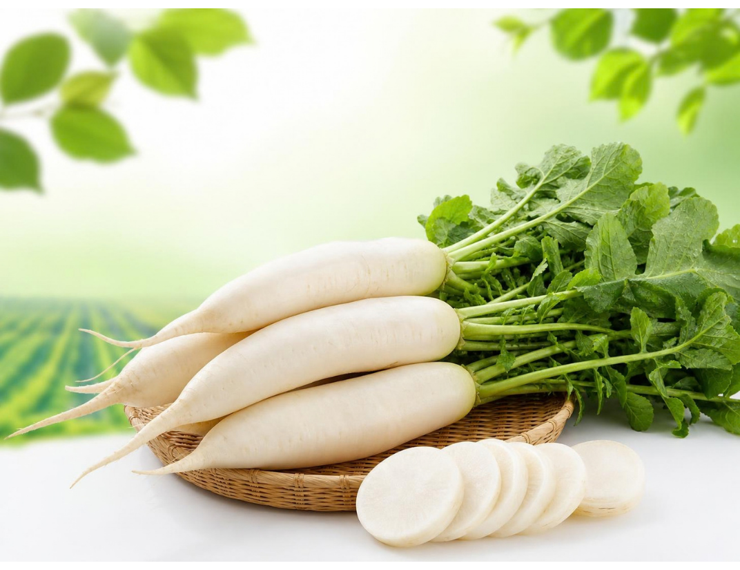 Fresh Indian White Radish Bulk Supplier