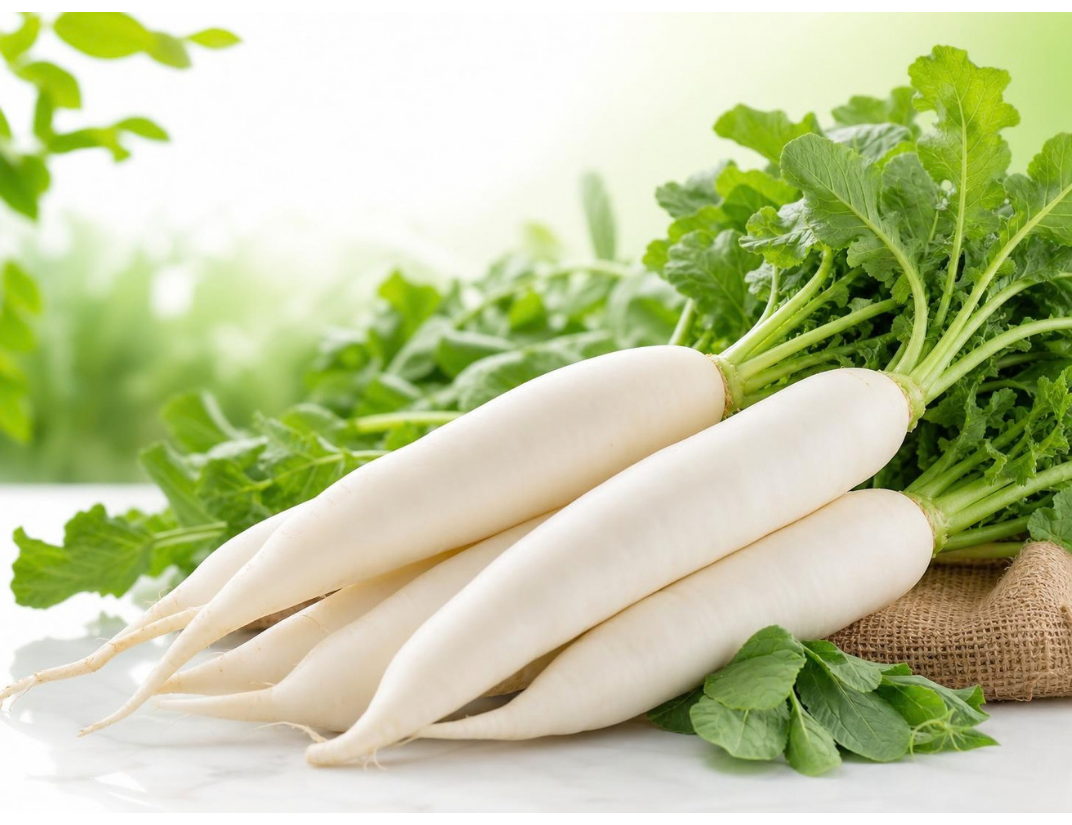 Organic White Radish Wholesale India