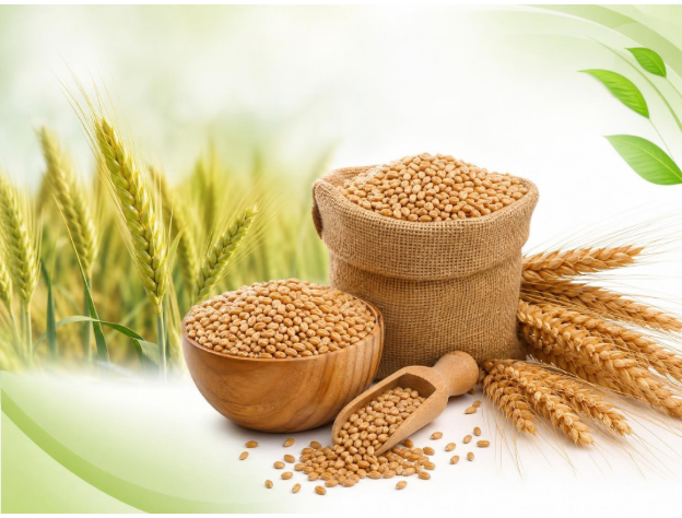 Durum Wheat - Premium Quality Durum Wheat from Vrinda Agro