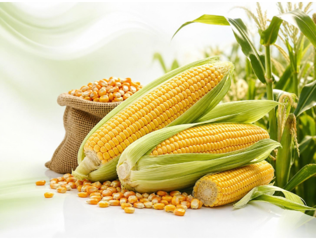 Maize - Premium Quality Indian Maize from Vrinda Agro