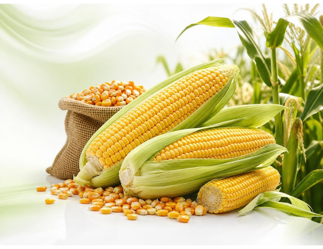 Maize grains from India